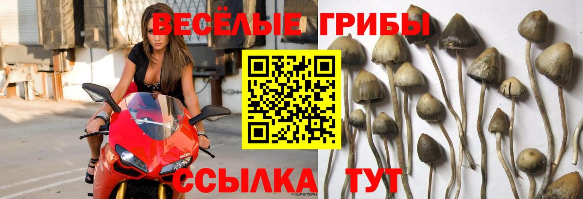 Псилоцибиновые грибы прущие грибы  Вход с VPN  Шелехов 
