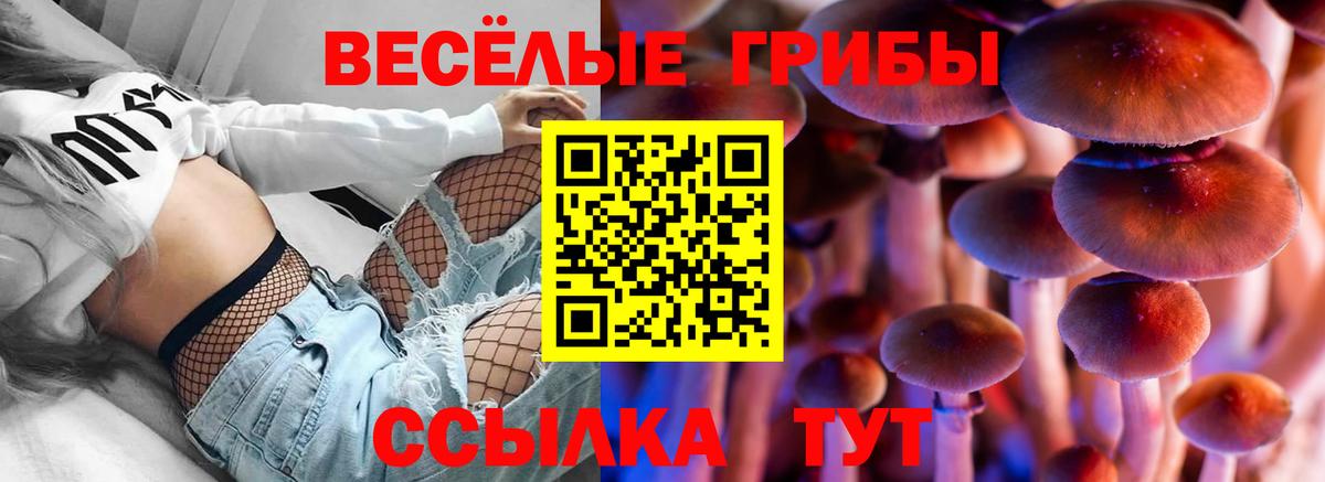 Псилоцибиновые грибы Psilocybine cubensis Шелехов